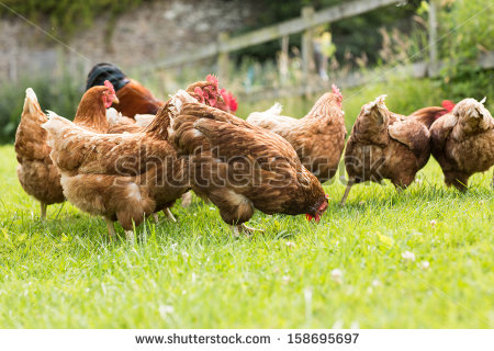 Foster Farms Chicken