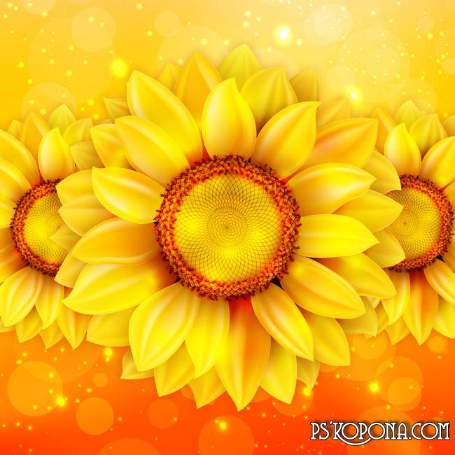 Free PSD Template Free PSD Template