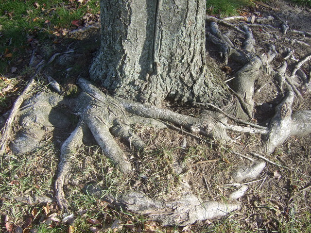 Girdling Roots Maple Tree