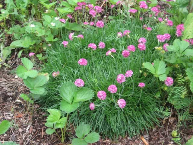 Grass Plant with Small Pink Flowers