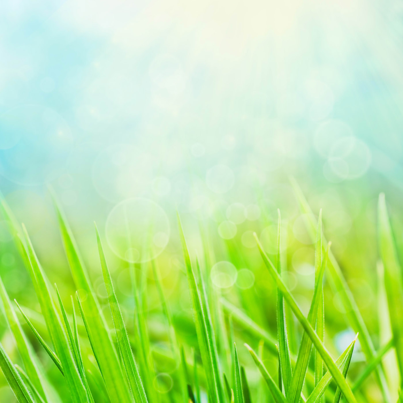 Grass Vector Free Download