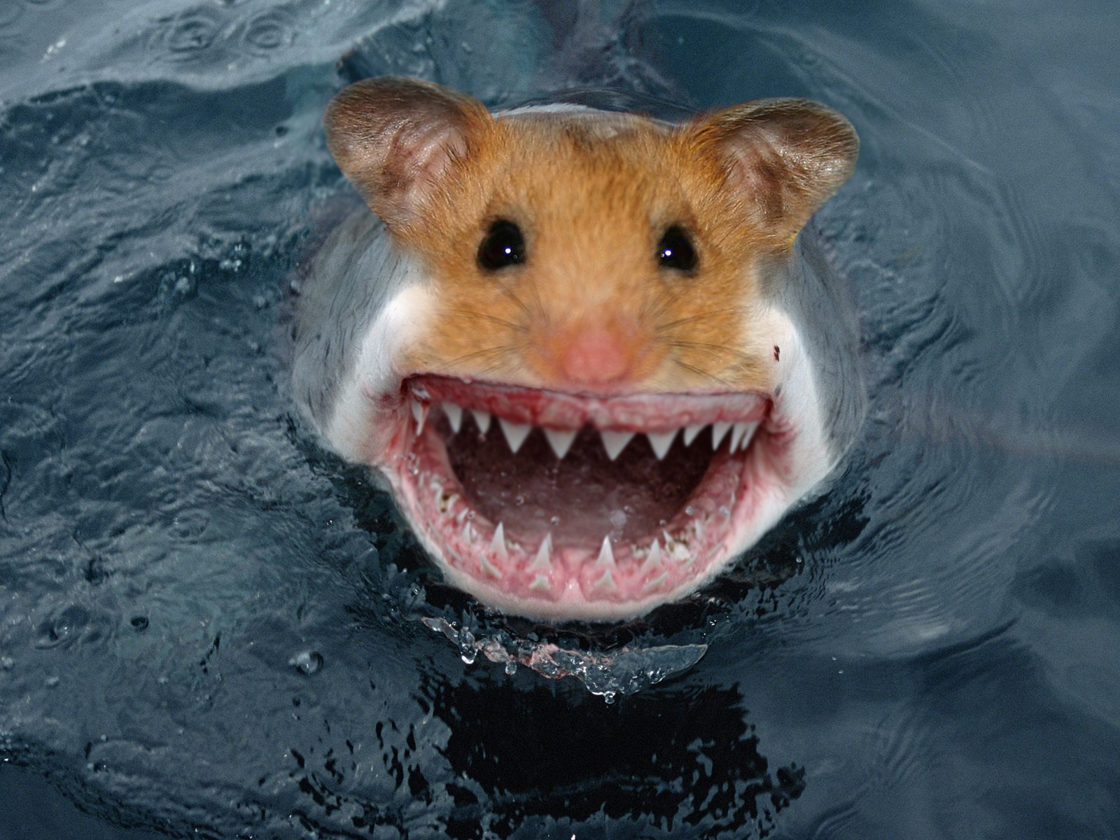 Hamster Shark Hamster Shark