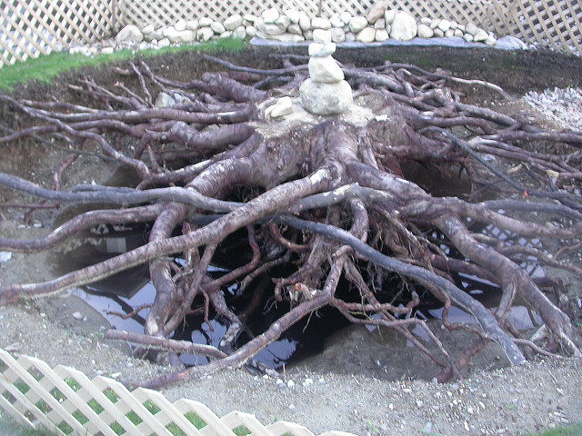 Japanese Maple Tree Root System