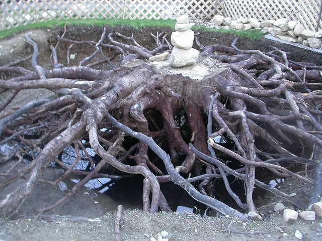 Japanese Maple Tree Root System