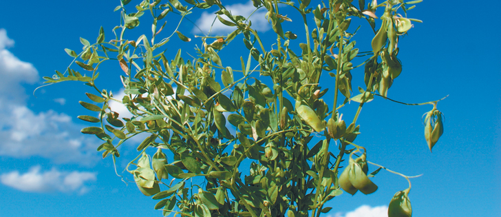 Lentil Plant