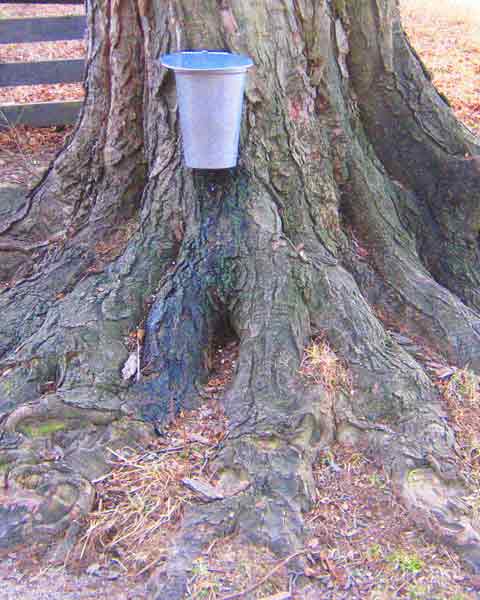 Maple Tree Roots