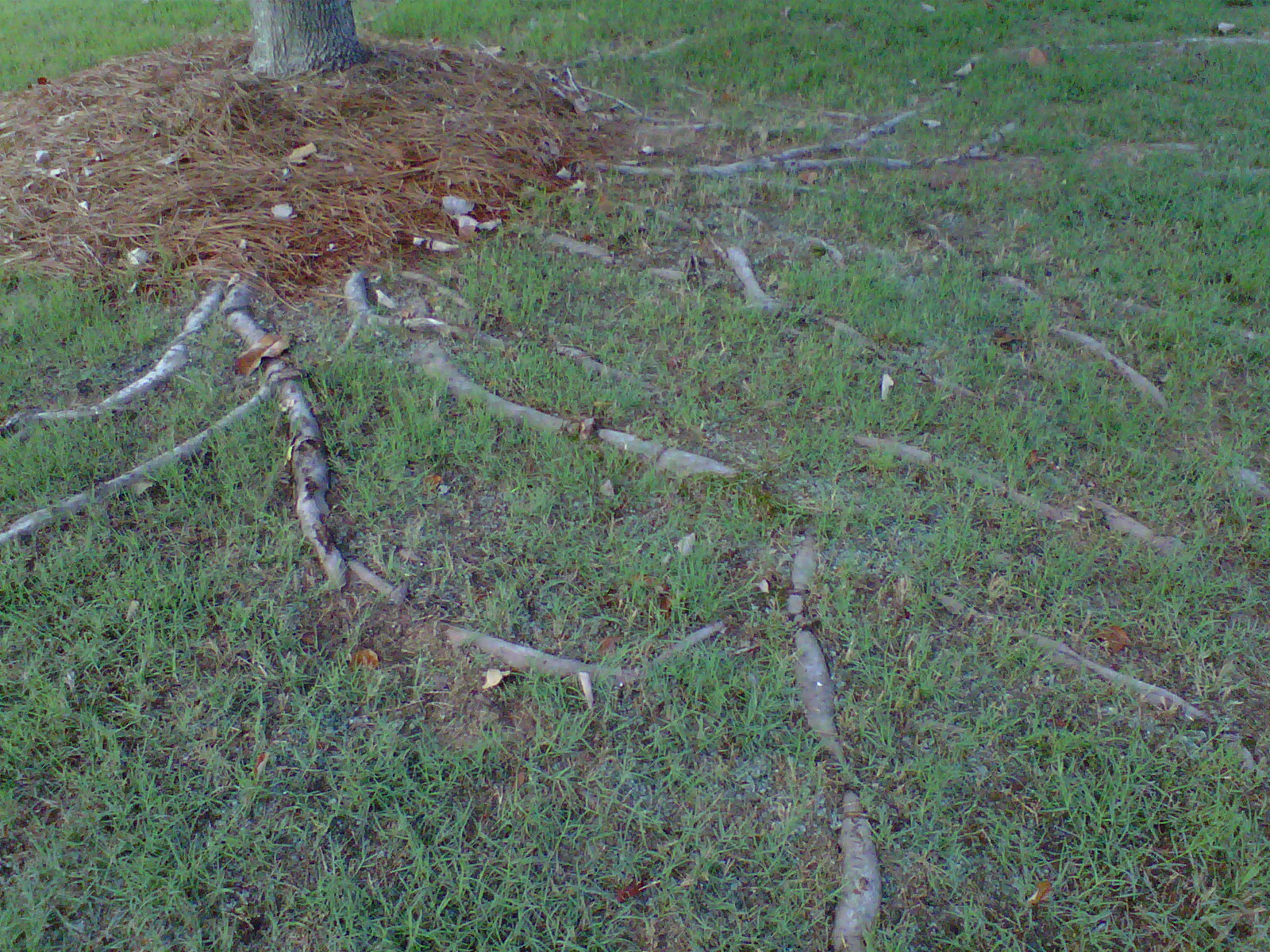 Maple Tree Roots