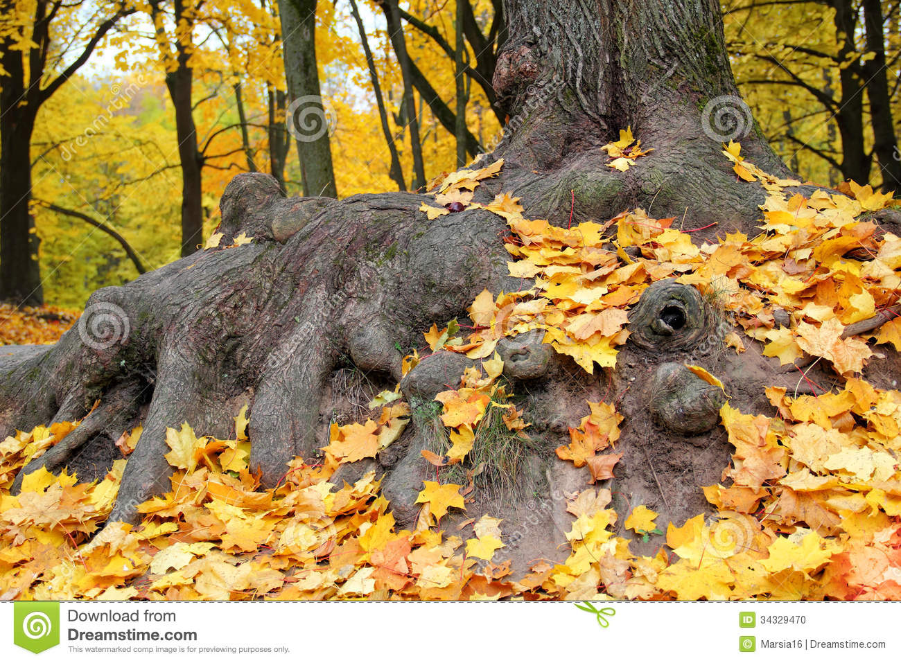 Maple Tree Roots