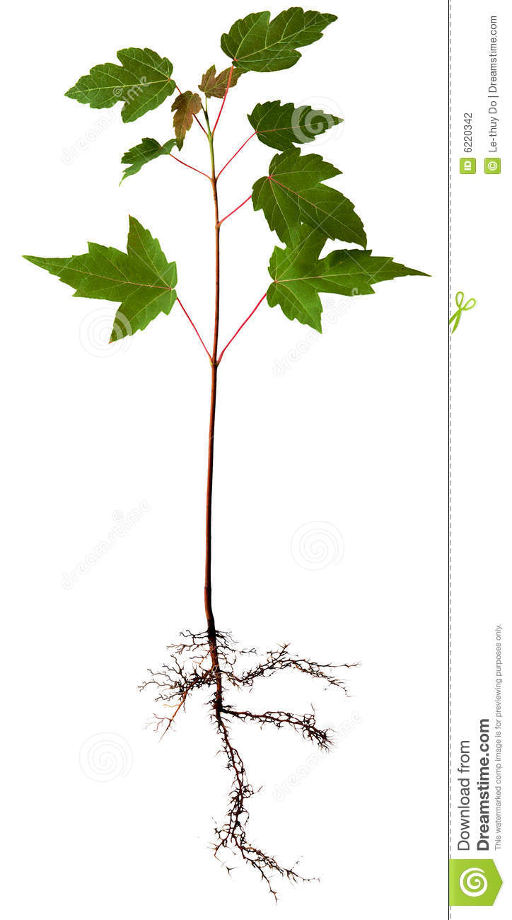 Maple Tree with Roots