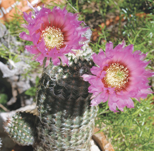 Native Texas Cactus Plants