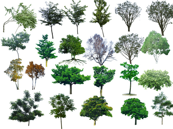 Photoshop Transparent Trees and Shrubs