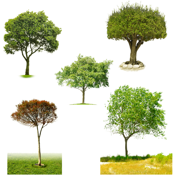 Photoshop Tree PSD