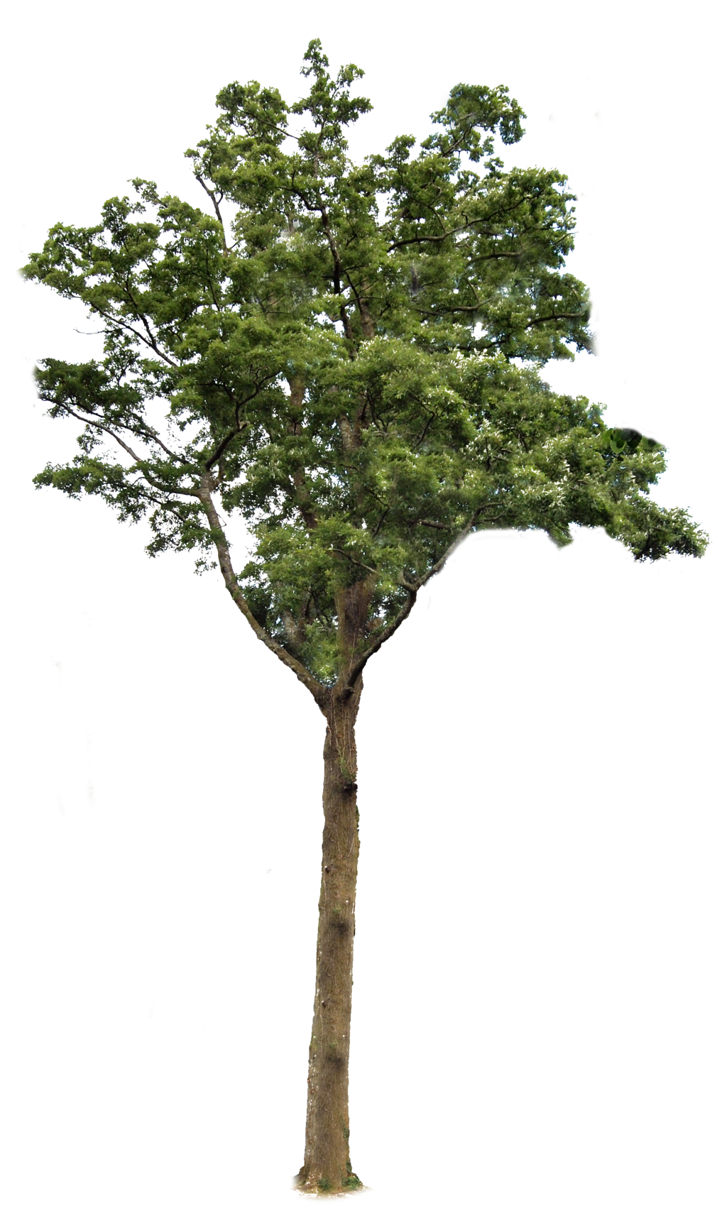 Pine Tree Cut Out Photoshop