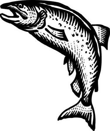 Salmon Clip Art Black and White