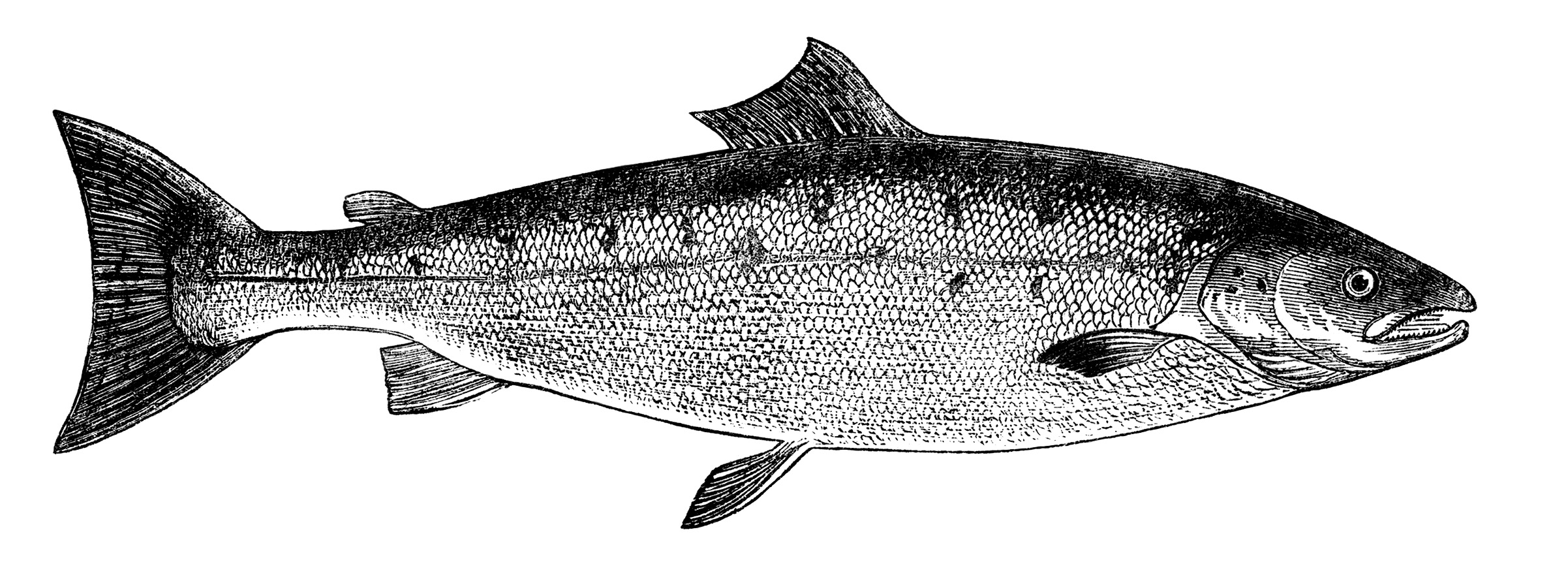 Salmon Fish Clip Art Black and White