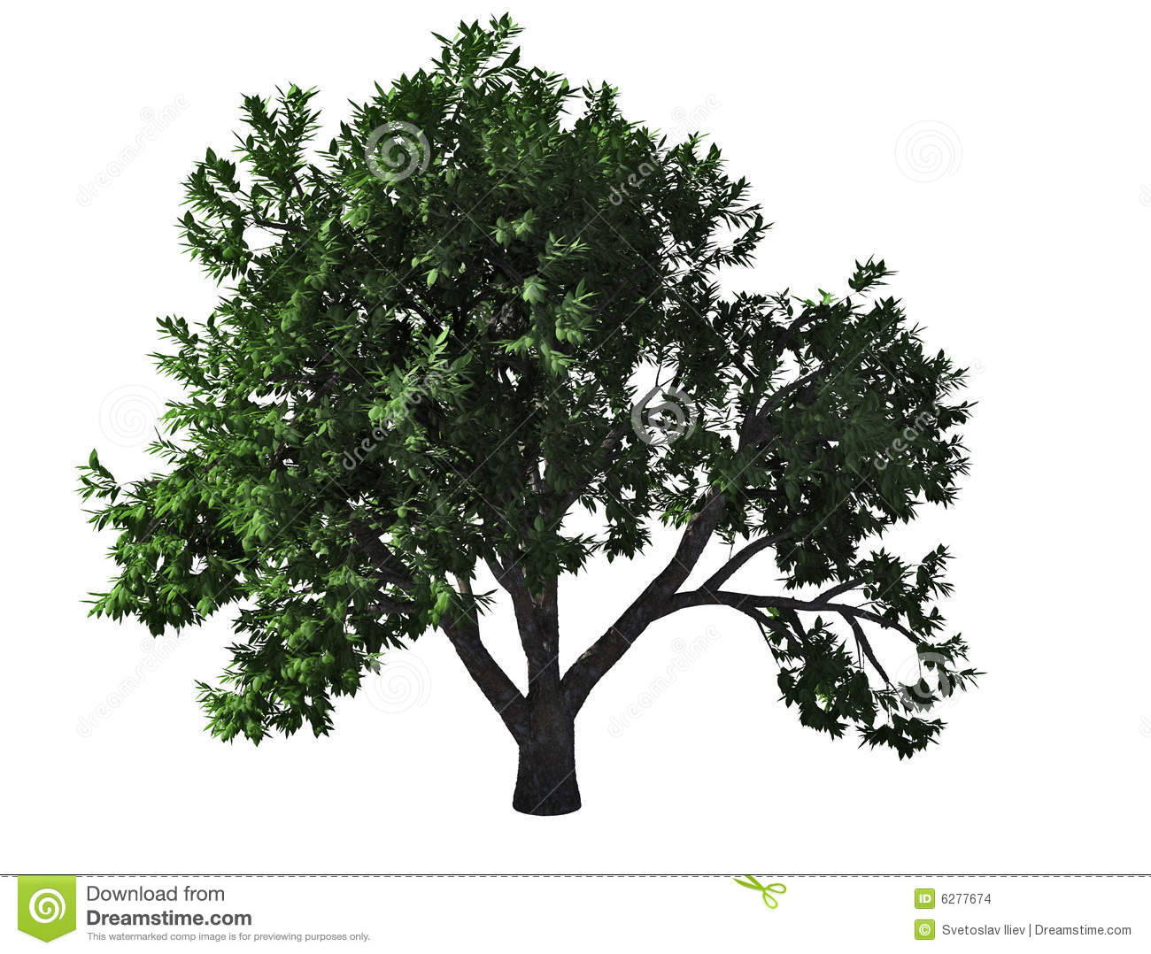 White Elm Tree