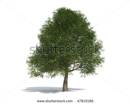 White Elm Tree