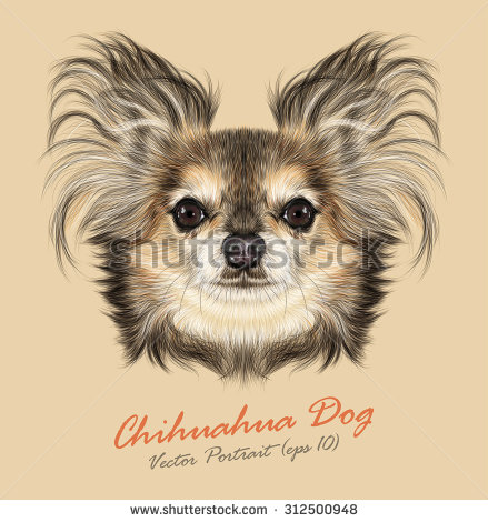 Yellow Dog Breeds Chihuahuas Pictures Yellow Dog Breeds Chihuahuas Pictures