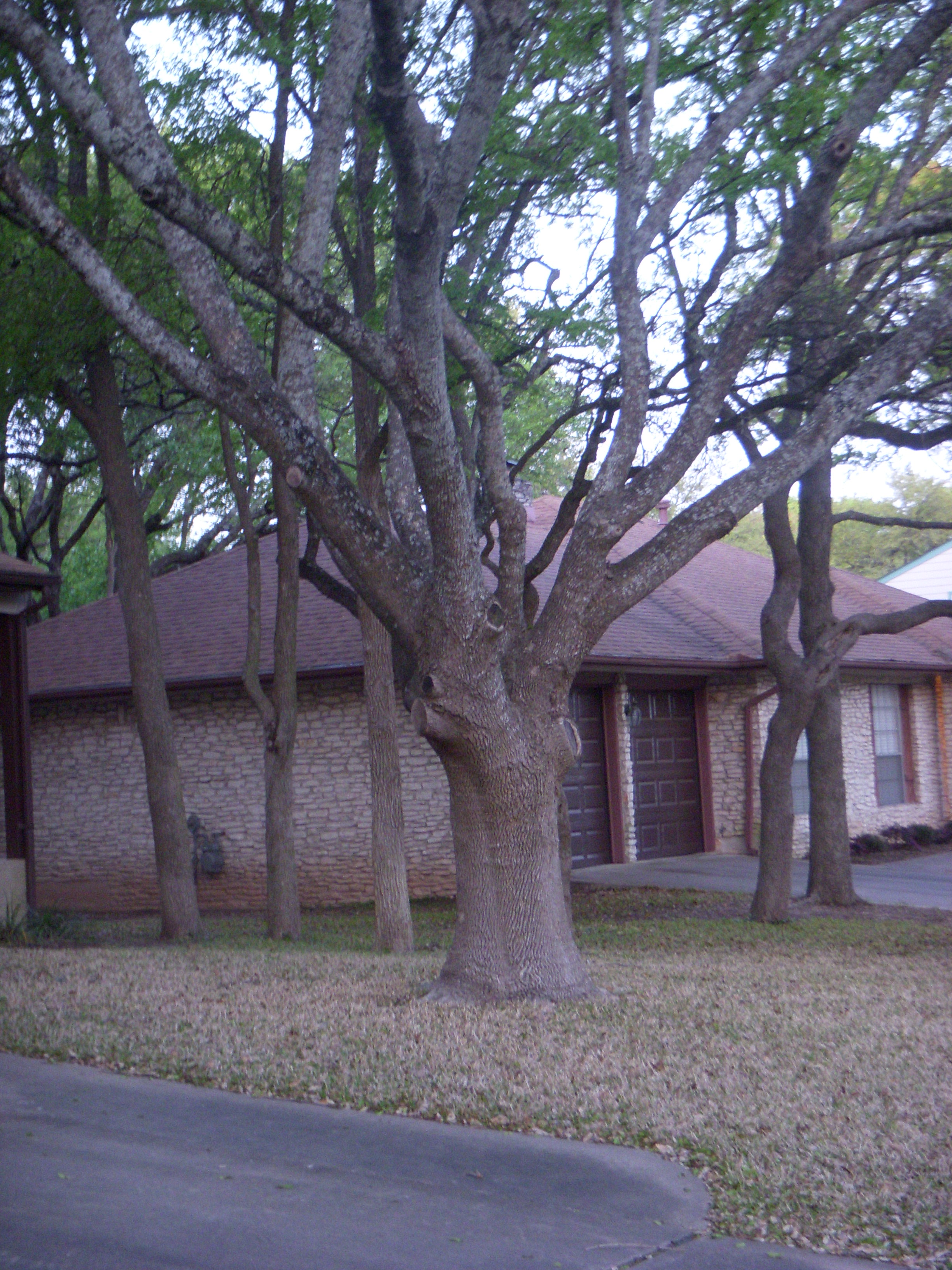 Above Ground Tree Roots Problems