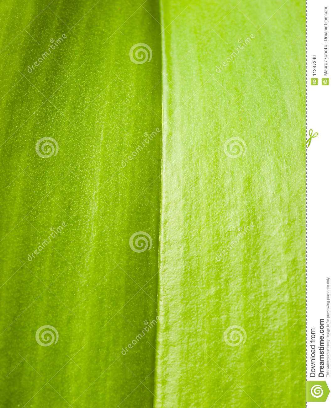 Abstract Green Leaf