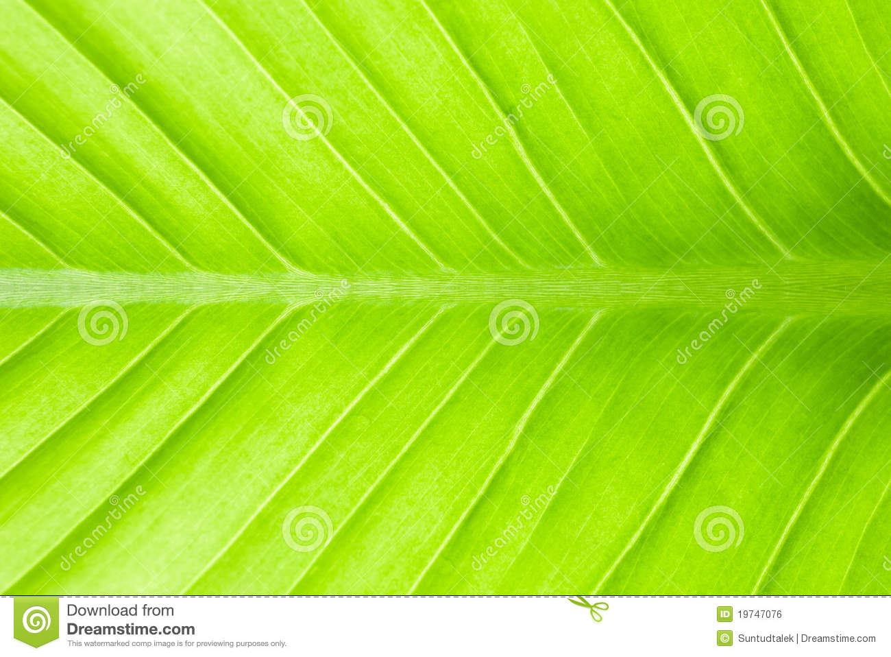 Abstract Green Leaves