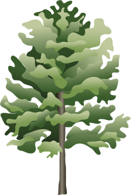 Ash Tree Celtic Symbol