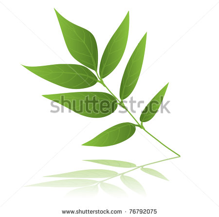 Ash Tree Leaf