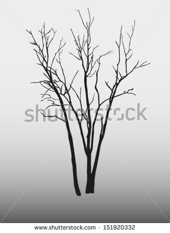 Birch Tree Silhouettes