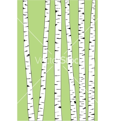 Birch Tree Trunk Vector