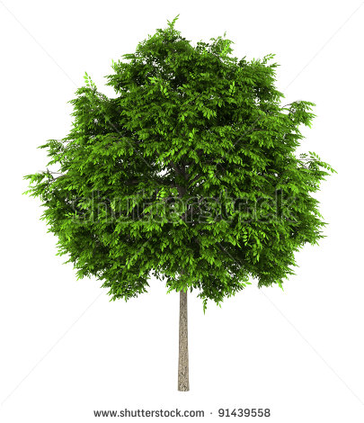 European Ash Tree
