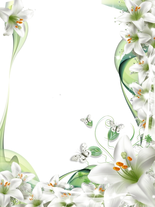 Images of White Lily Flower Transparent PNG Frames
