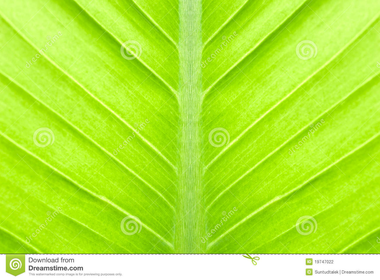 Leaf Abstract Photography