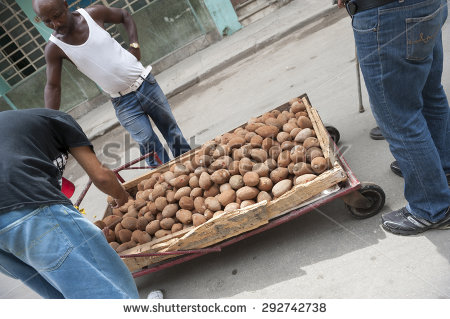 Mamey Fruit Tree in Cuba