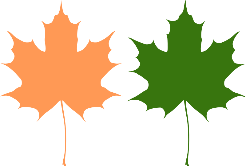 Maple Leaf Vector Art