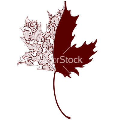 Maple Leaf Vector Art