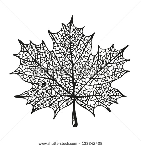 Maple Leaves Drawing
