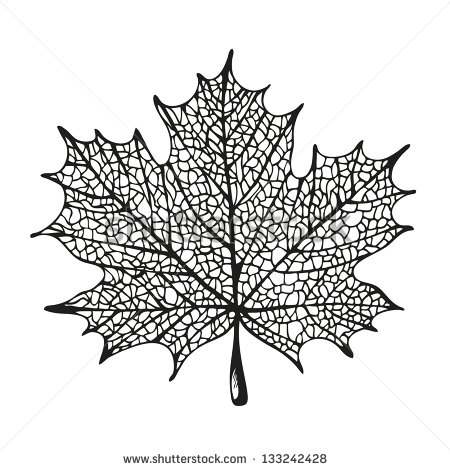 Maple Leaves Drawing Maple Leaves Drawing