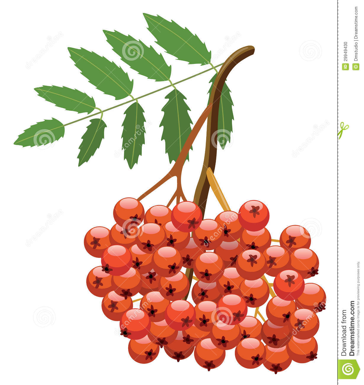 Mountain Ash Tree Berries