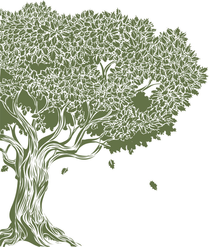 Oak Tree Illustration