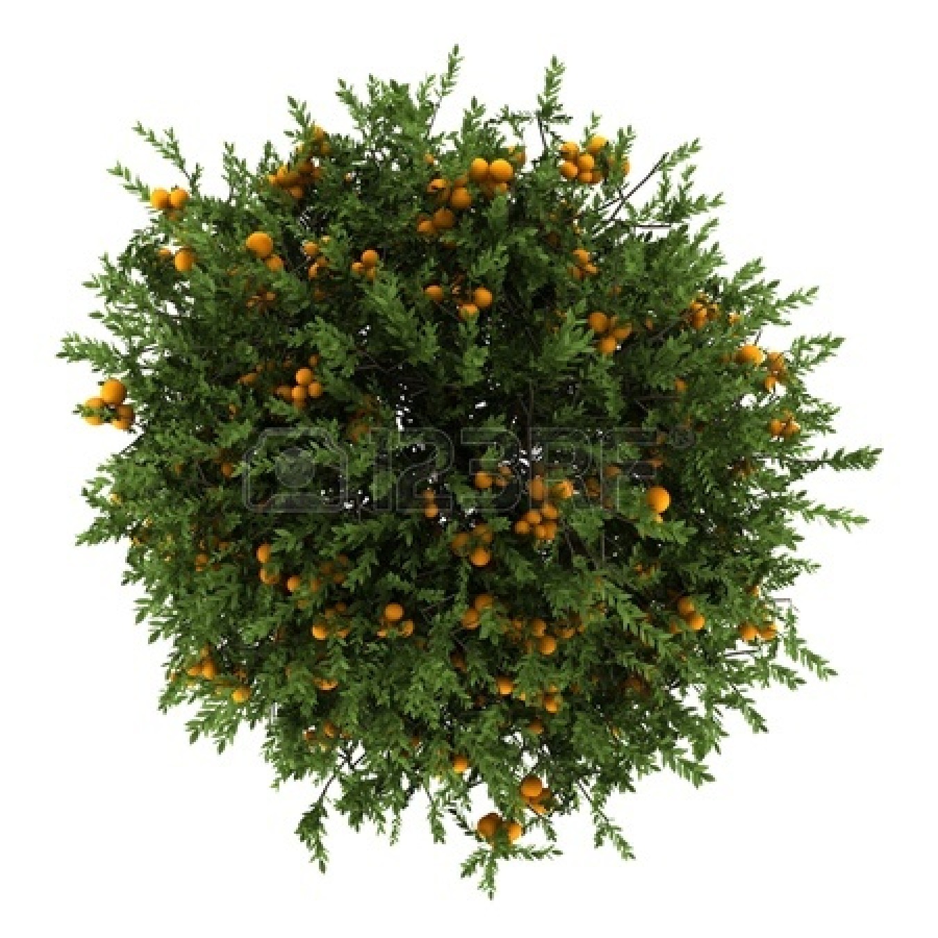 Orange Tree Photoshop Top View