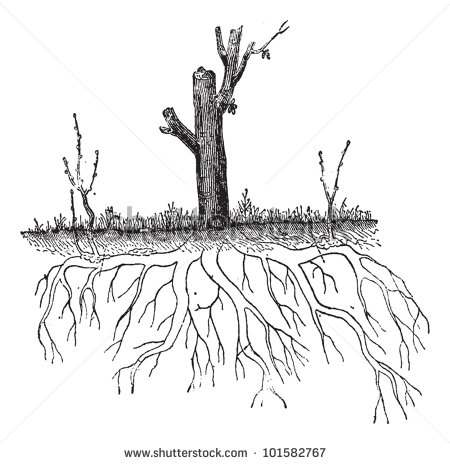 Plant Roots Above Ground