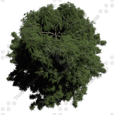PNG Top View Trees Plans
