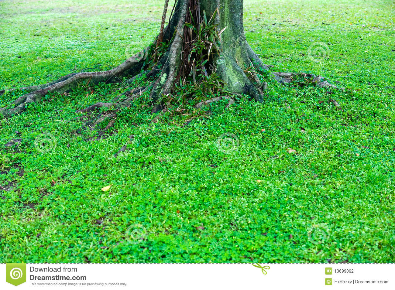 Trees with Roots Above Ground