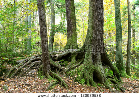 Trees with Roots Above Ground