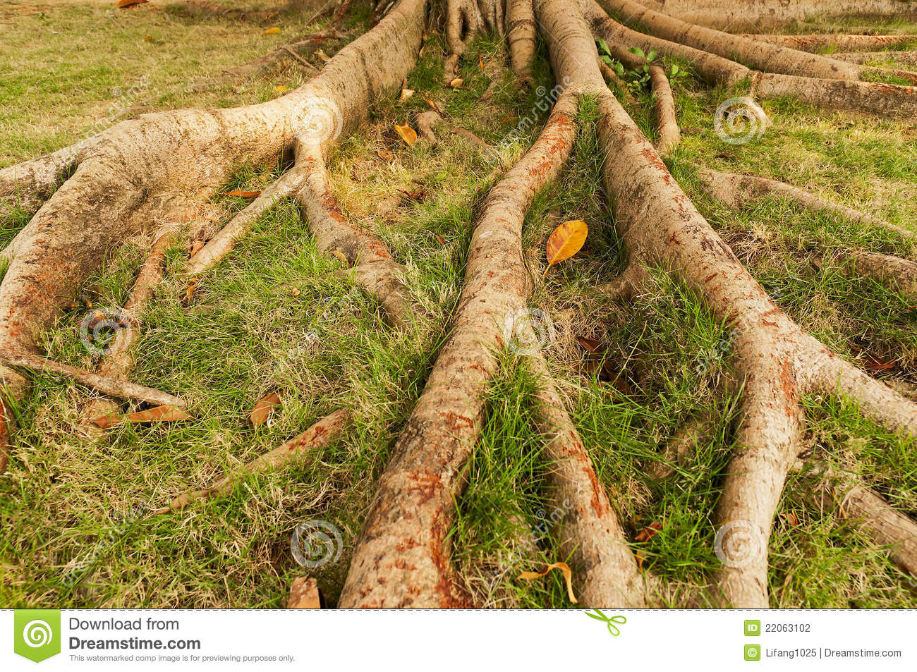 Trees with Roots Above Ground