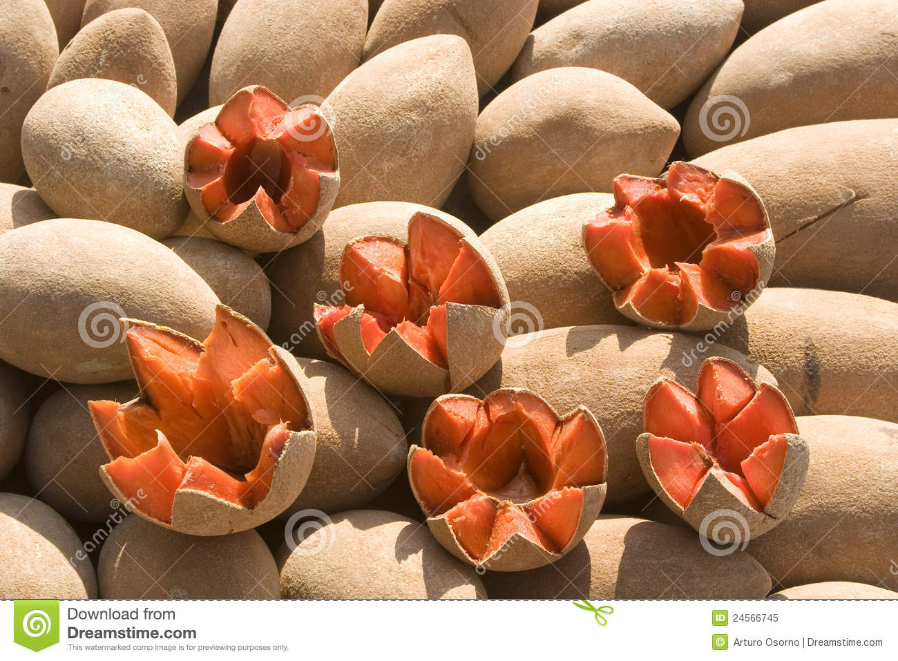 Tropical Fruit Mamey