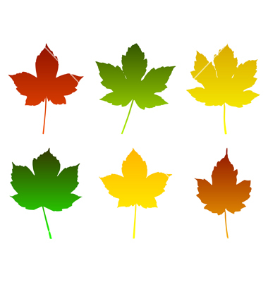 Vector Maple Leaves