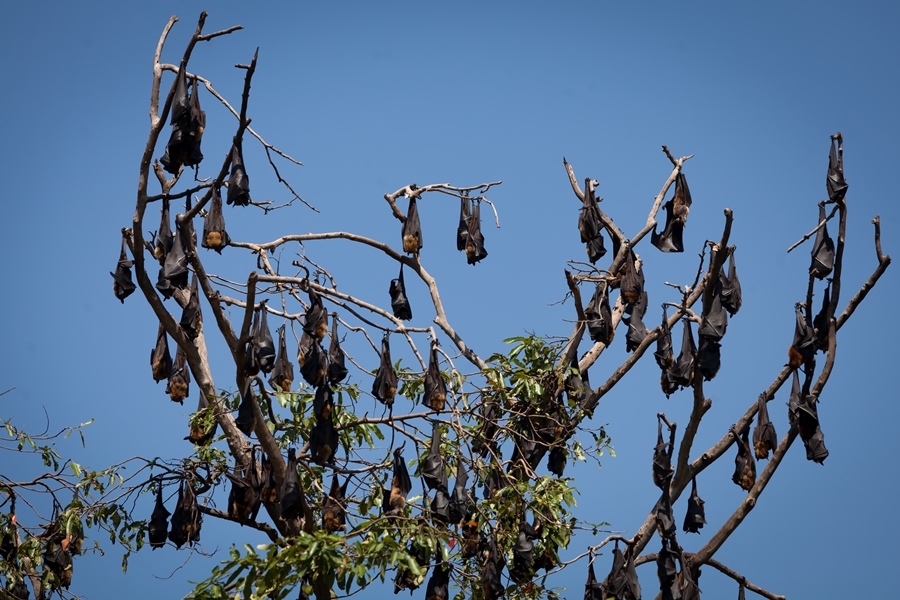 Bat Hanging From Tree