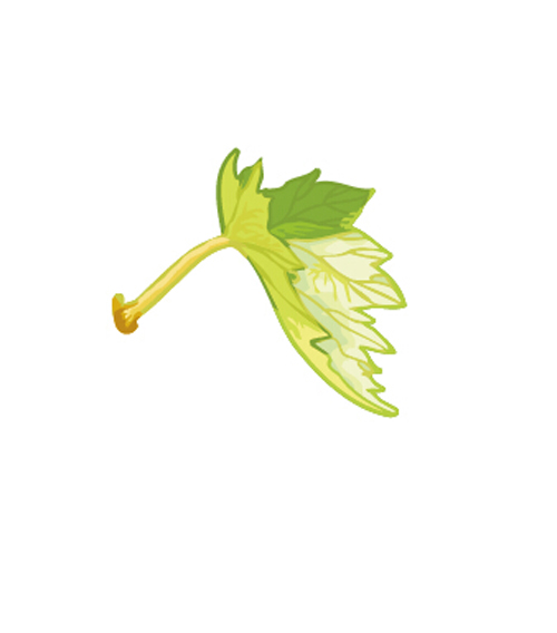 Grape Leaf Vector