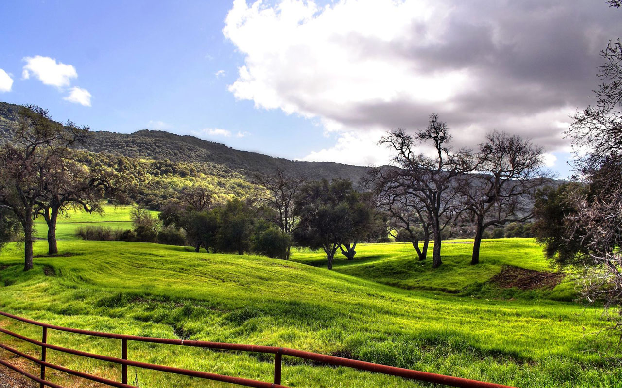 Grassland Landscape